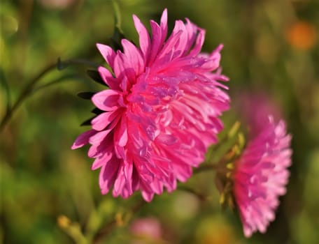 A close-up shot of a vibrant pink aster flower, glistening with morning dew. The delicate petals showcase the flower's beauty.