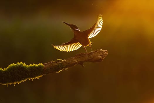 Kingfisher in flight at sunset, backlit silhouette against golden hour light. Beautiful nature photography.