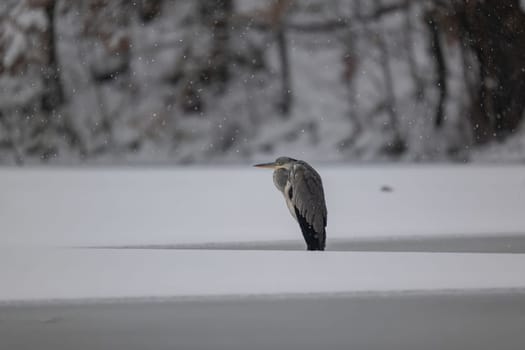 A solitary grey heron stands in the snow, amidst a wintery lake. Serene atmosphere