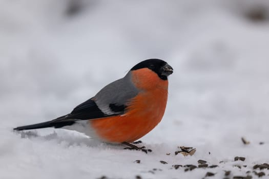 A vibrant bullfinch perched on snow, enjoying a winter meal. A beautiful sight of nature in cold weather.