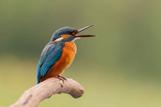 A stunning kingfisher sits on a branch, its beak open. Vibrant colors and sharp detail showcase the bird's beauty.