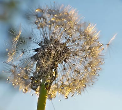 A stunning macro shot of a dandelion seed head, glistening with morning dew, bathed in soft sunlight.