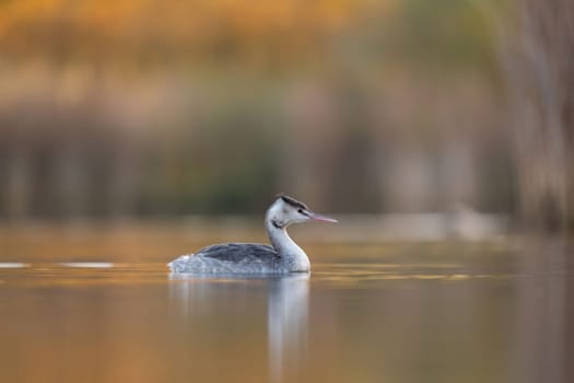 A great crested grebe floats serenely on a calm golden lake at dawn. The soft light creates a beautiful reflection.