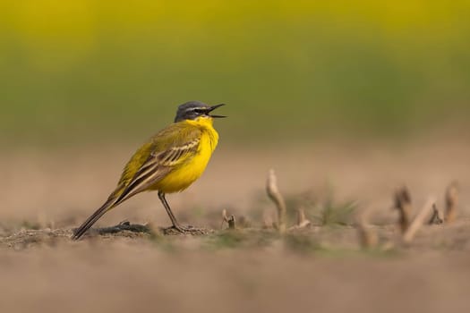 A vibrant yellow wagtail sings on the ground in a field. The bird's bright feathers contrast with the muted tones of its surroundings.