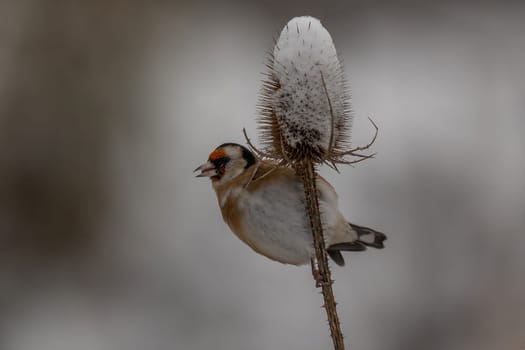 A goldfinch perched on a snow-covered thistle. Winter wonderland scene.