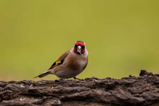 A Goldfinch perched on a log, holding a seed. Its vibrant plumage is the focus of the image.