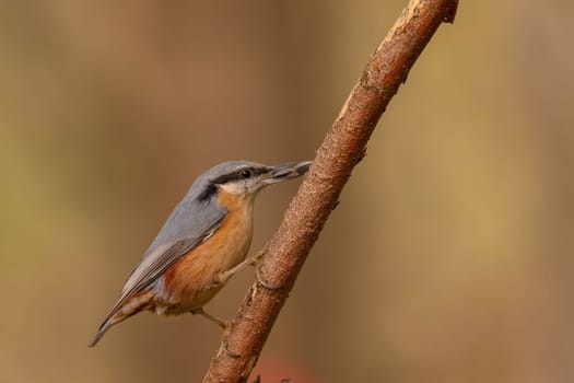 A nuthatch perched on a branch, showcasing its vibrant colors and intricate details. A beautiful capture of nature's beauty.