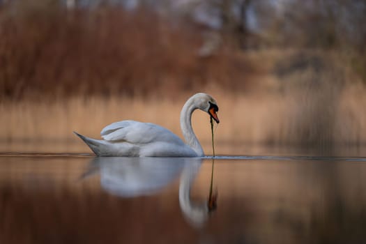 A graceful white swan glides on a calm lake, its reflection mirroring the tranquil scene. Peaceful and serene.