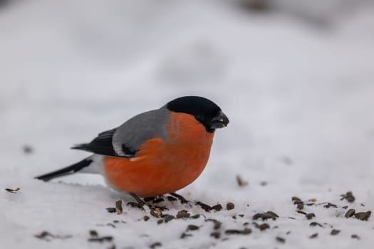 A vibrant bullfinch enjoys its winter meal amidst a snowy landscape.