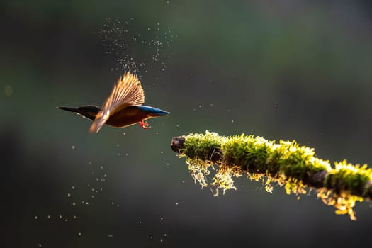 A kingfisher takes flight, its wings catching the sunlight. Water droplets are visible as it dives. A moment of wild beauty.
