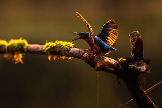 A common kingfisher perched on a mossy branch, preparing for takeoff at sunset. The golden light beautifully illuminates its feathers.