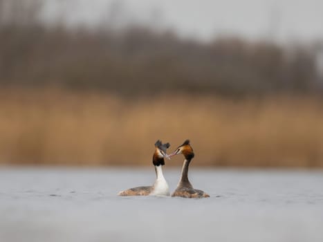 Two Great Crested Grebes showcasing affection on a tranquil lake. A serene moment captured in nature.