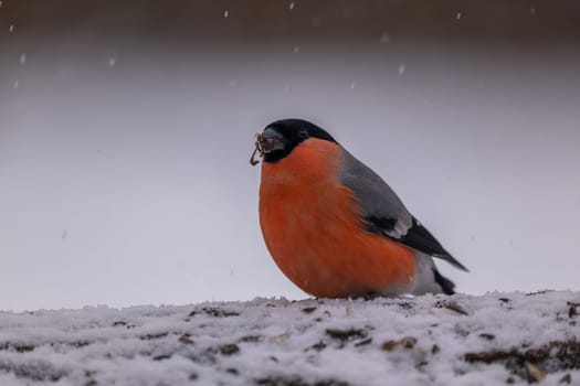 A vibrant bullfinch sits on snow-covered ground, enjoying the winter wonderland. The snowfall adds a touch of magic to the scene.