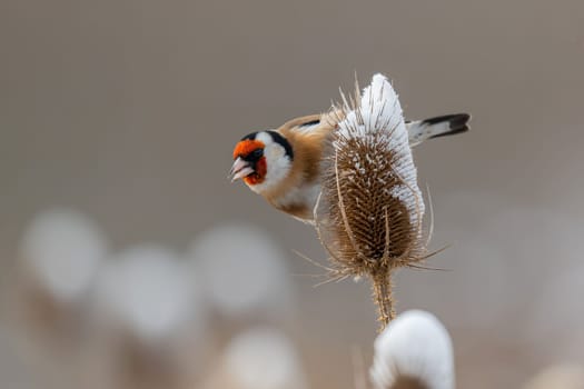 A goldfinch perched on a snow-covered thistle in winter. Beautiful wildlife photography.