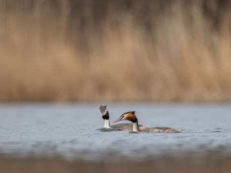 Two Great Crested Grebes swim peacefully on a calm lake, a stunning nature scene.