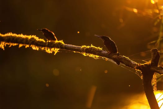 Two kingfishers perched on a mossy branch at sunset. The golden light creates a stunning silhouette.
