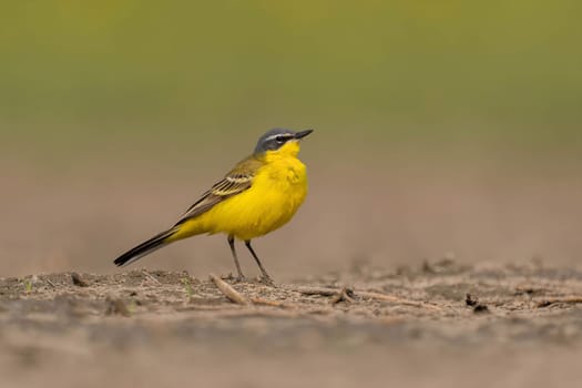 A vibrant yellow wagtail bird perched on the ground. Beautiful capture of wildlife in its natural habitat.