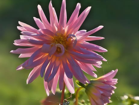 A close-up photo of a vibrant pink dahlia bathed in sunlight. Its delicate petals and intricate details are beautifully captured.