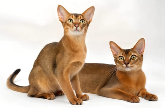 Two adult Abyssinian cats isolated on a white background. Studio photo.