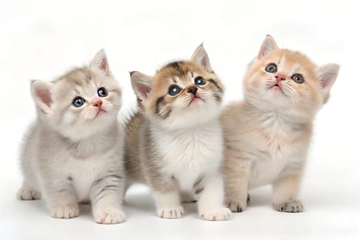 Three cute munchkin kittens, isolated on white background. Munchkin kittens standing in front of white background.