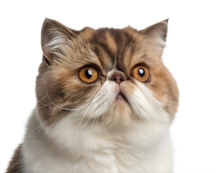 Exotic shorthair cat portrait, isolated on white background. Head shot of adult Exotic cat standing in front of white background.