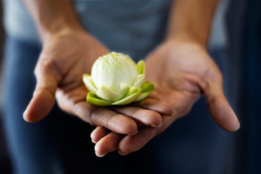 Hand holding white lotus bud flower background.