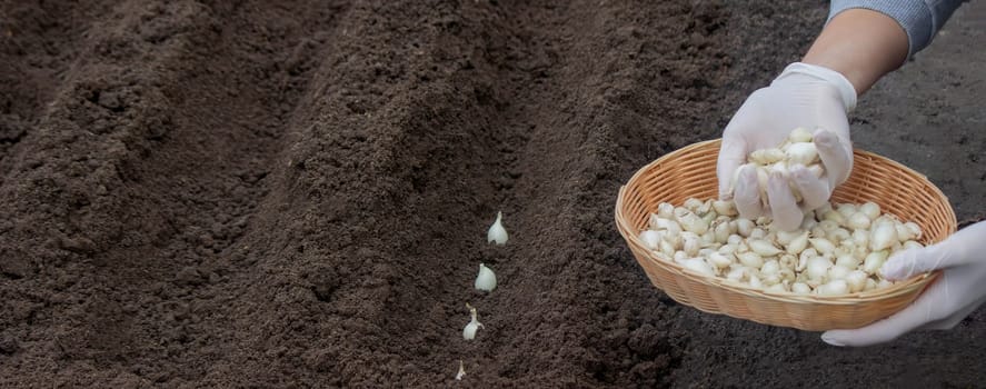 Onion Planting: Manual Work for a Future Harvest. Selective focus.