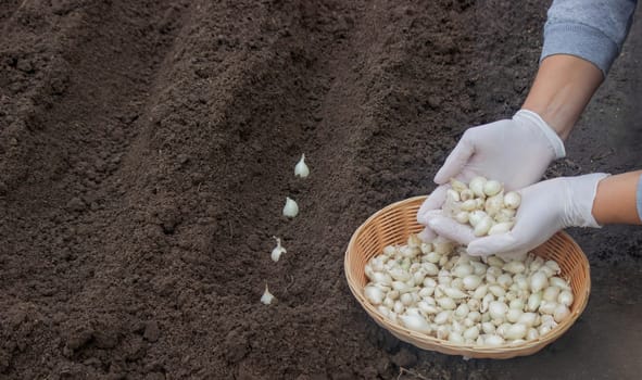 Onion Planting: Manual Work for a Future Harvest. Selective focus.