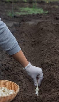 Onion Planting: Manual Work for a Future Harvest. Selective focus.