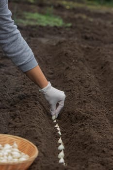 Onion Planting: Manual Work for a Future Harvest. Selective focus.