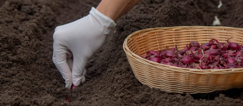 Onion Planting: Manual Work for a Future Harvest. Selective focus.