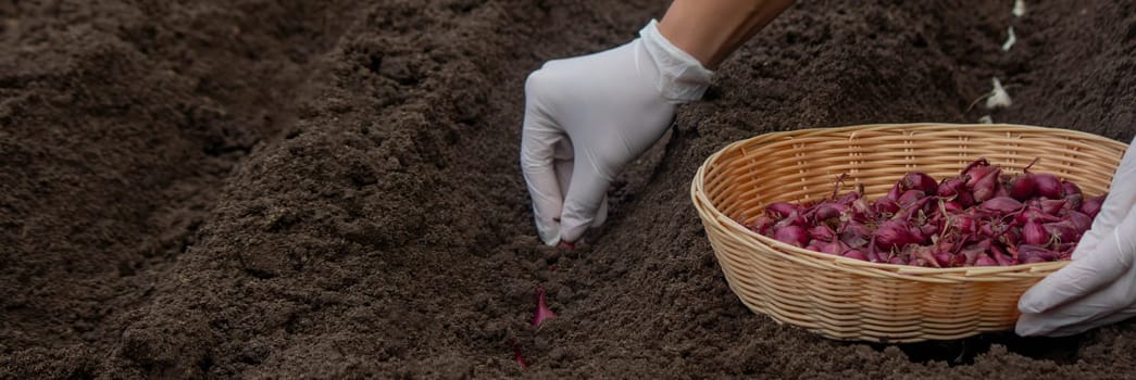 Onion Planting: Manual Work for a Future Harvest. Selective focus.
