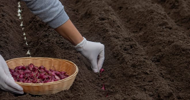 Onion Planting: Manual Work for a Future Harvest. Selective focus.