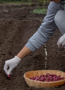 Onion Planting: Manual Work for a Future Harvest. Selective focus.