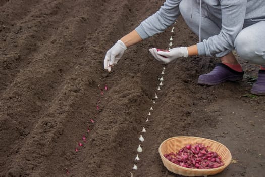 Onion Planting: Manual Work for a Future Harvest. Selective focus.