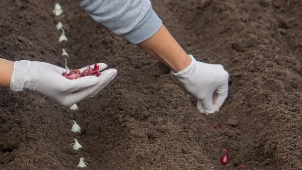 Onion Planting: Manual Work for a Future Harvest. Selective focus.