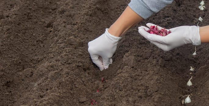 Onion Planting: Manual Work for a Future Harvest. Selective focus.