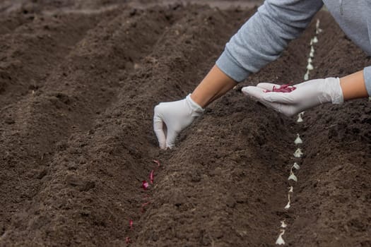 Onion Planting: Manual Work for a Future Harvest. Selective focus.
