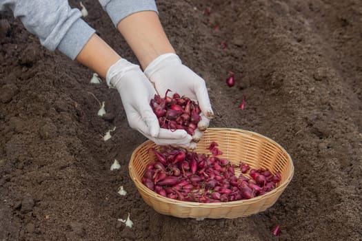 Onion Planting: Manual Work for a Future Harvest. Selective focus.