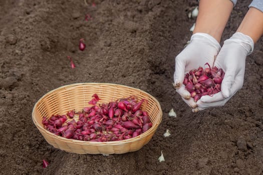 Onion Planting: Manual Work for a Future Harvest. Selective focus.