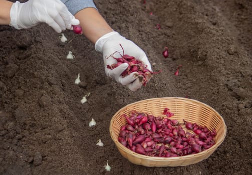 Onion Planting: Manual Work for a Future Harvest. Selective focus.