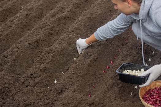Onion Planting: Manual Work for a Future Harvest. Selective focus.