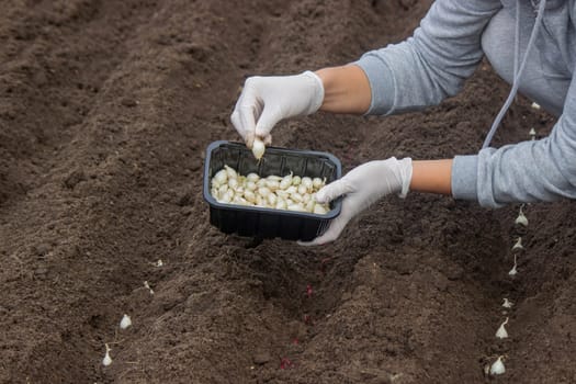 Onion Planting: Manual Work for a Future Harvest. Selective focus.