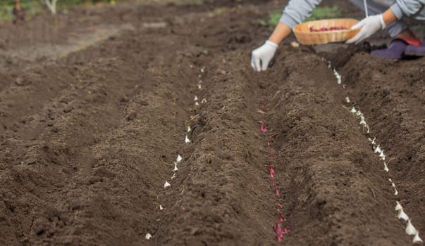 Onion Planting: Manual Work for a Future Harvest. Selective focus.