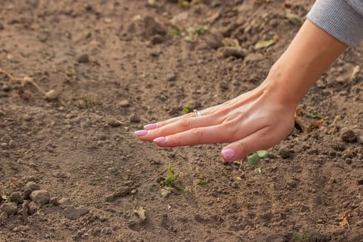 Onion Planting: Manual Work for a Future Harvest. Selective focus.