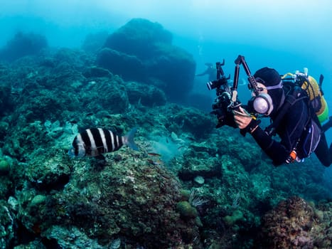 professional scuba diver taking picture of striped fish while swimming near rocky bottom undersea in clear water, concept of underwater photography and active leisure