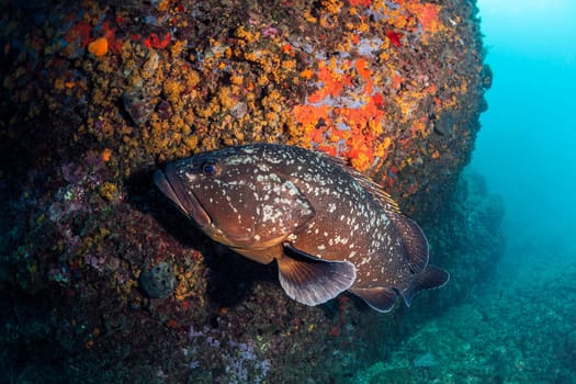 big black spotted Epinephelus fish swimming near rocky formation with colorful coral in deep blue sea in clear water, concept of marine wildlife and underwater fauna