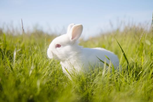 beautiful white rabbit on a spring meadow , baby animals , Easter