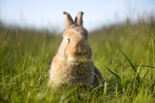 beautiful rabbit on a spring meadow, baby animals , Easter