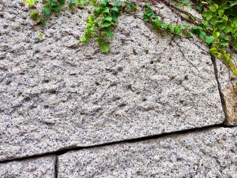 Detailed view of a textured granite wall featuring green ivy creeping over its surface, highlighting nature's interaction with stone.